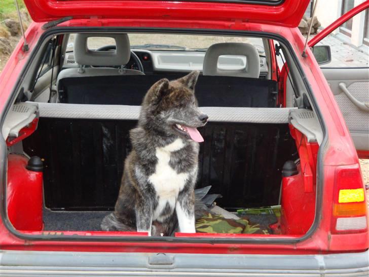 Akita inu Ricky billede 7