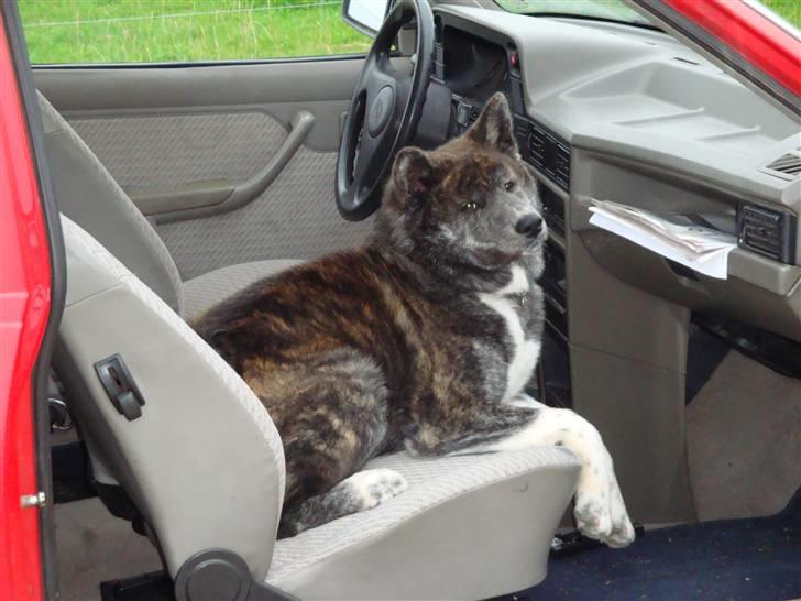 Akita inu Ricky billede 8