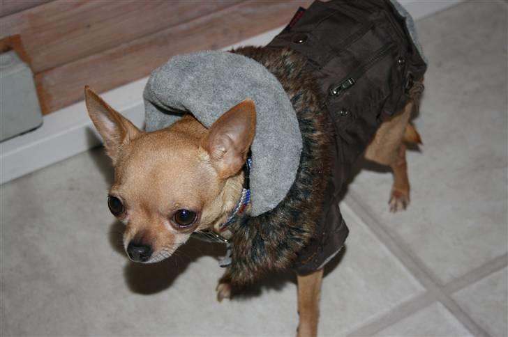 Chihuahua Chili (mors dejlige tøs) billede 16