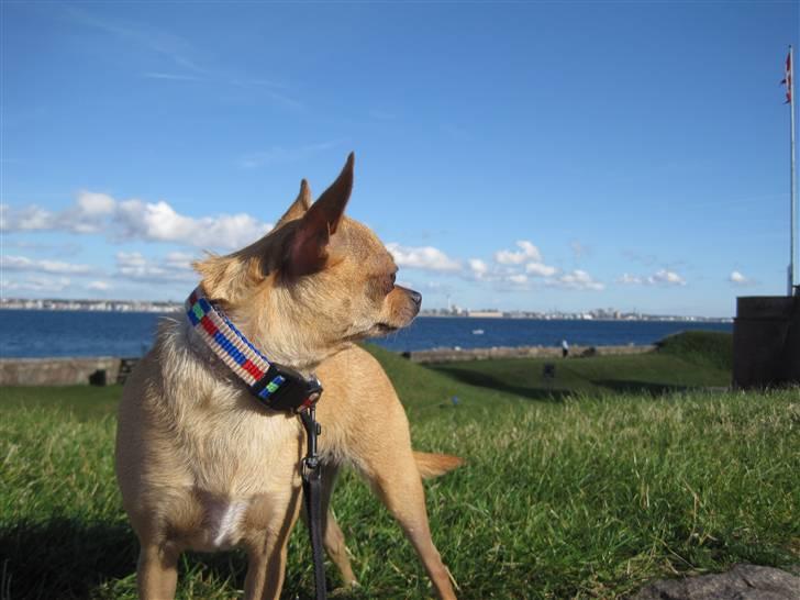 Chihuahua Chili (mors dejlige tøs) billede 17