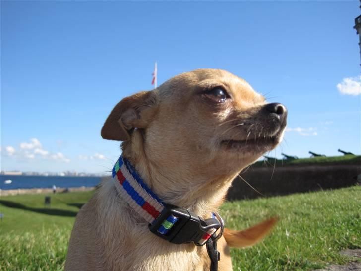 Chihuahua Chili (mors dejlige tøs) billede 18