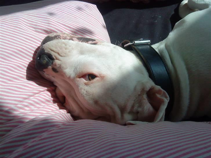 Amerikansk bulldog Hector - Elsklingen .. billede 12