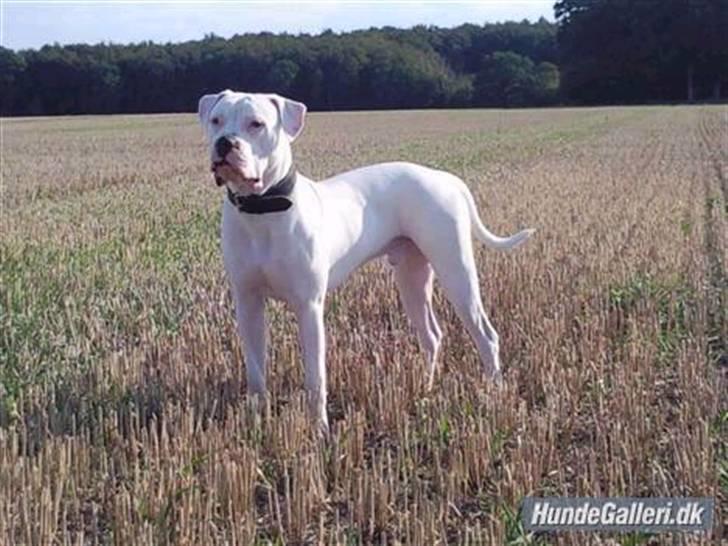 Amerikansk bulldog Hector billede 13