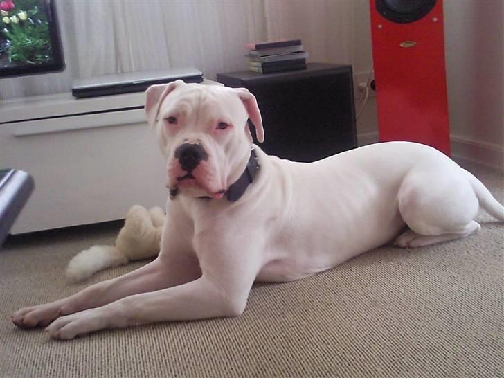 Amerikansk bulldog Hector billede 14