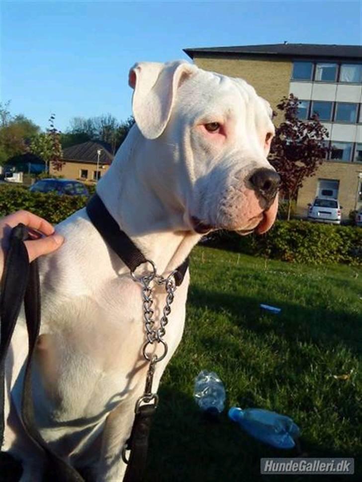 Amerikansk bulldog Hector billede 15