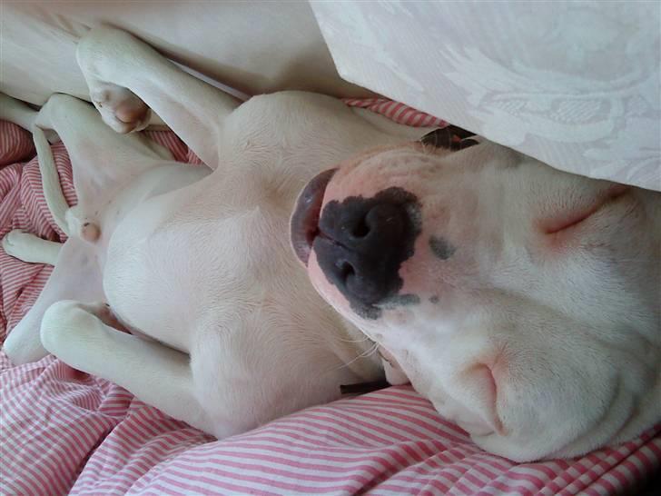 Amerikansk bulldog Hector - En morfar i sofa´en ..  billede 16