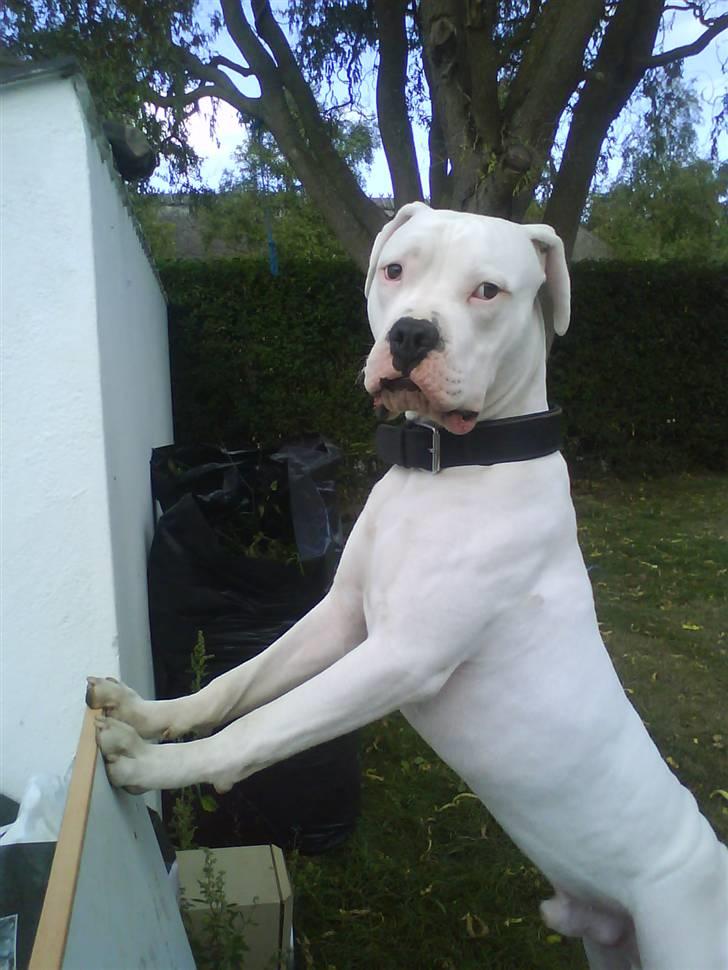 Amerikansk bulldog Hector billede 17