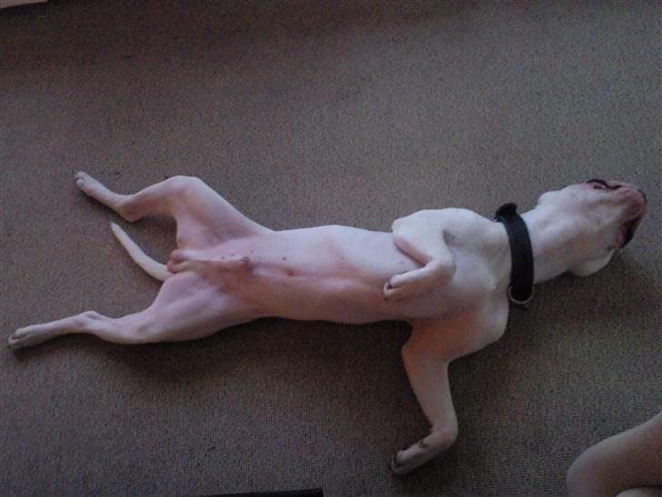 Amerikansk bulldog Hector billede 19