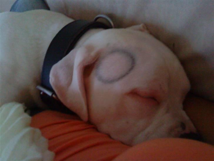 Amerikansk bulldog Hector - Han havde stødt hovedet på udstødningen .. :D  billede 20