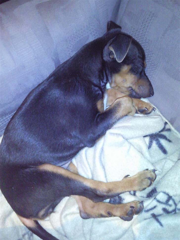 Blanding af racer Maggie - Velkommen til Maggies profil. billede 1