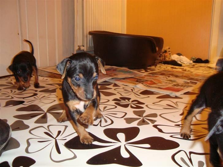 Blanding af racer Maggie - Kærlighed ved første blik, vidste det skulle være hende da jeg så det her billede. billede 2