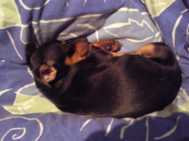 Blanding af racer Maggie billede 3