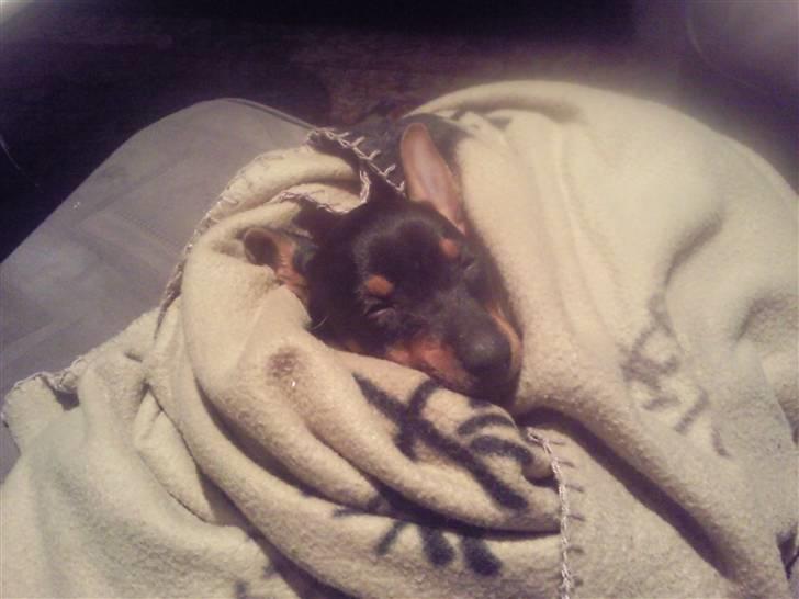 Blanding af racer Maggie billede 4