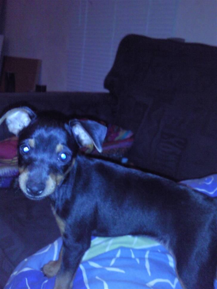 Blanding af racer Maggie - Fanget i et split sekundt hvor hun ikke sover eller laver ballade ;) billede 5