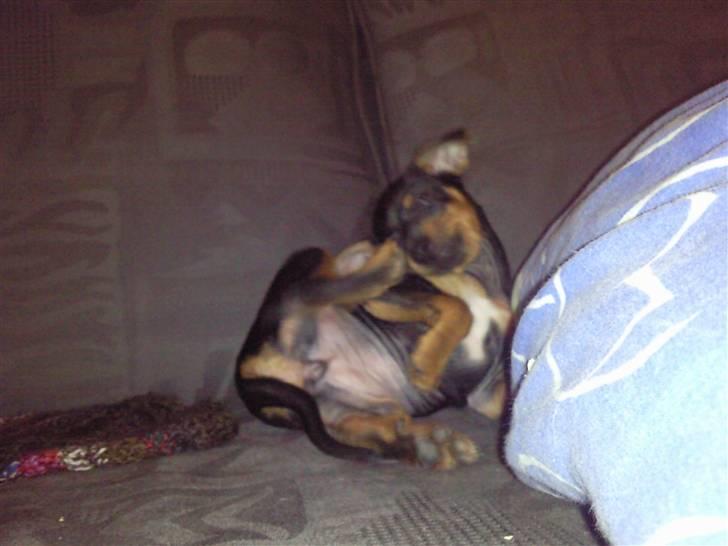 Blanding af racer Maggie - det klør! billede 6