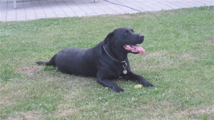 Labrador retriever Chester billede 1