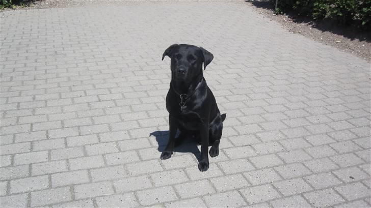 Labrador retriever Chester billede 2