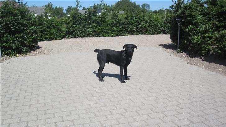 Labrador retriever Chester billede 3