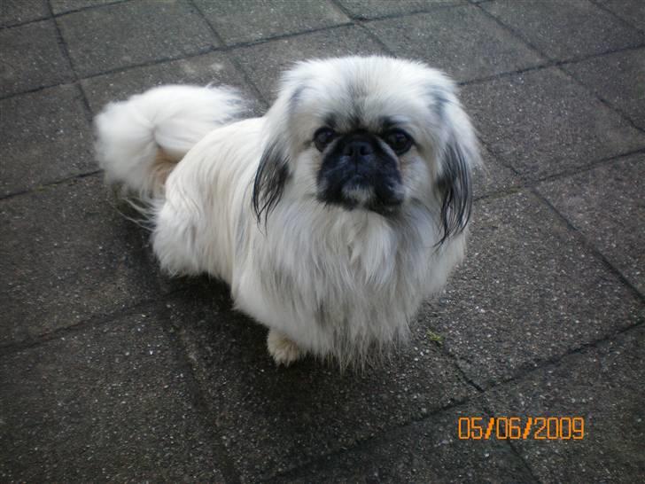 Pekingeser Bamse - Bamse.. billede 1