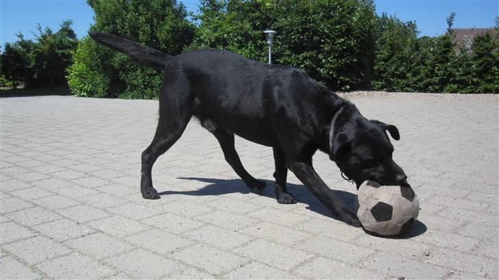 Labrador retriever Chester billede 4