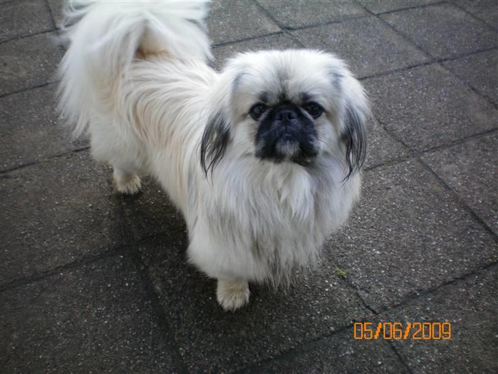 Pekingeser Bamse billede 3