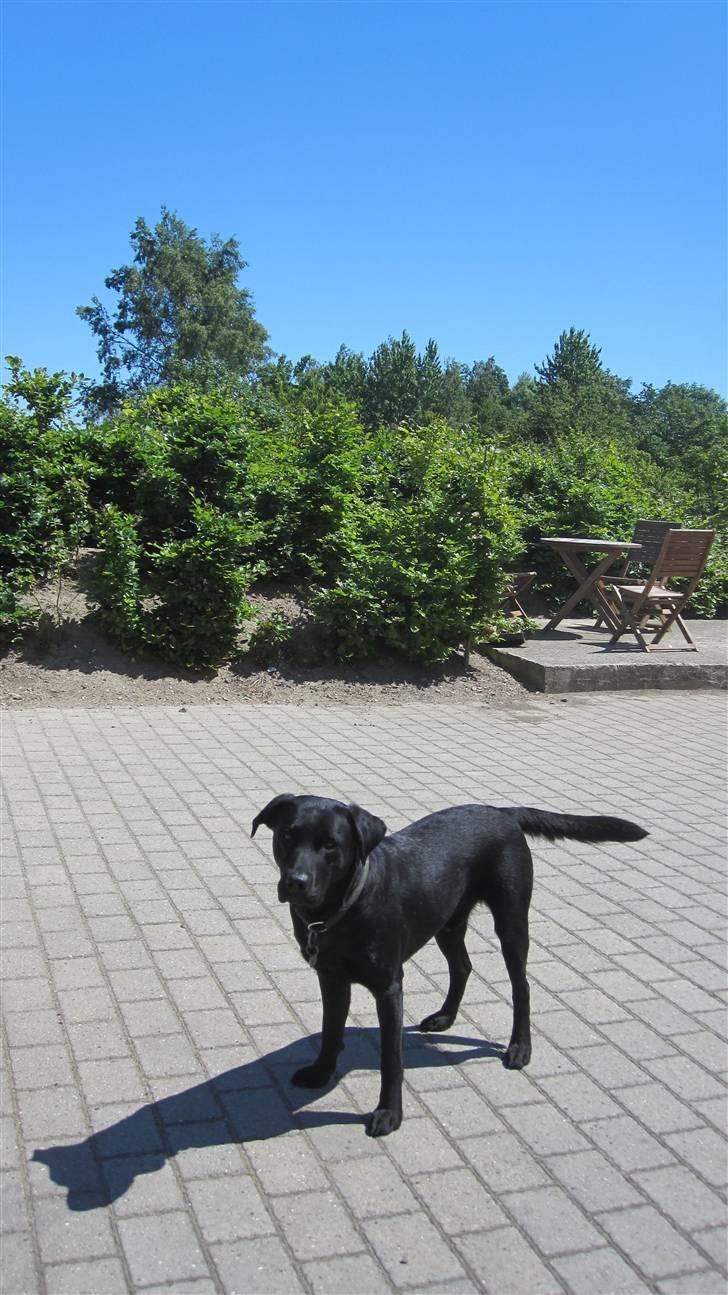 Labrador retriever Chester billede 5