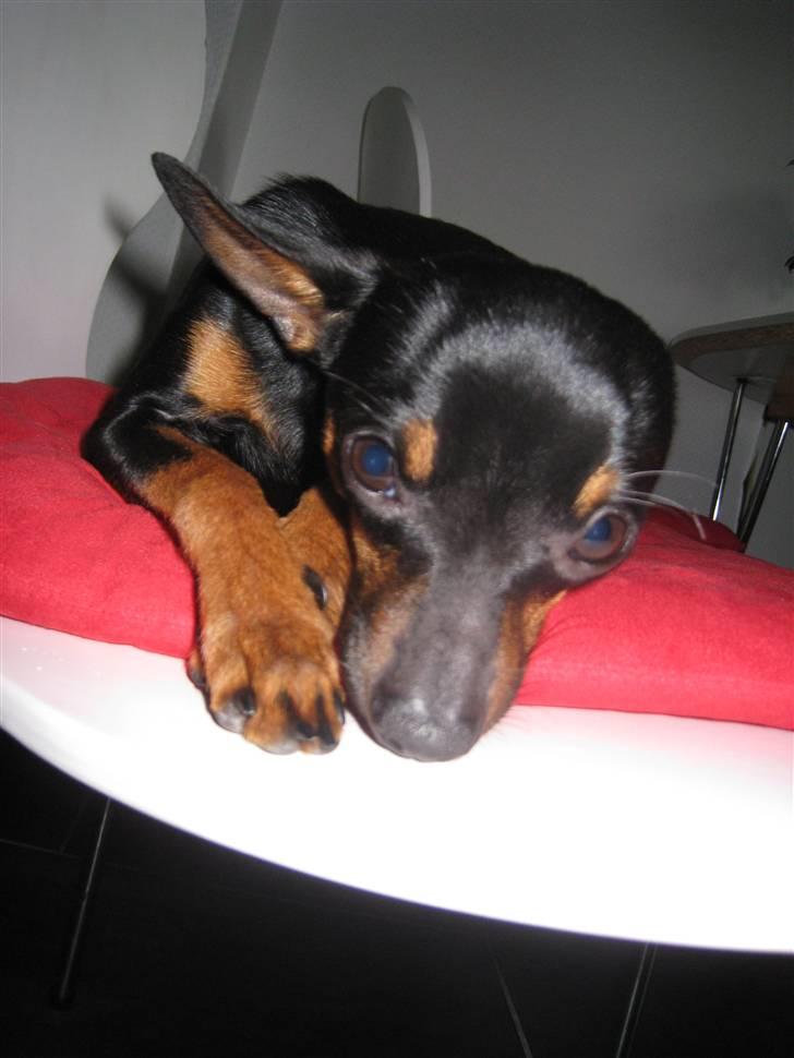 Russisk toy terrier Killer billede 15