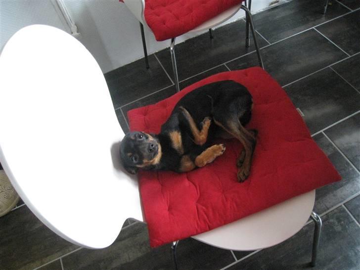 Russisk toy terrier Killer billede 16