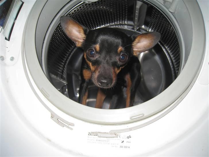 Russisk toy terrier Killer billede 17