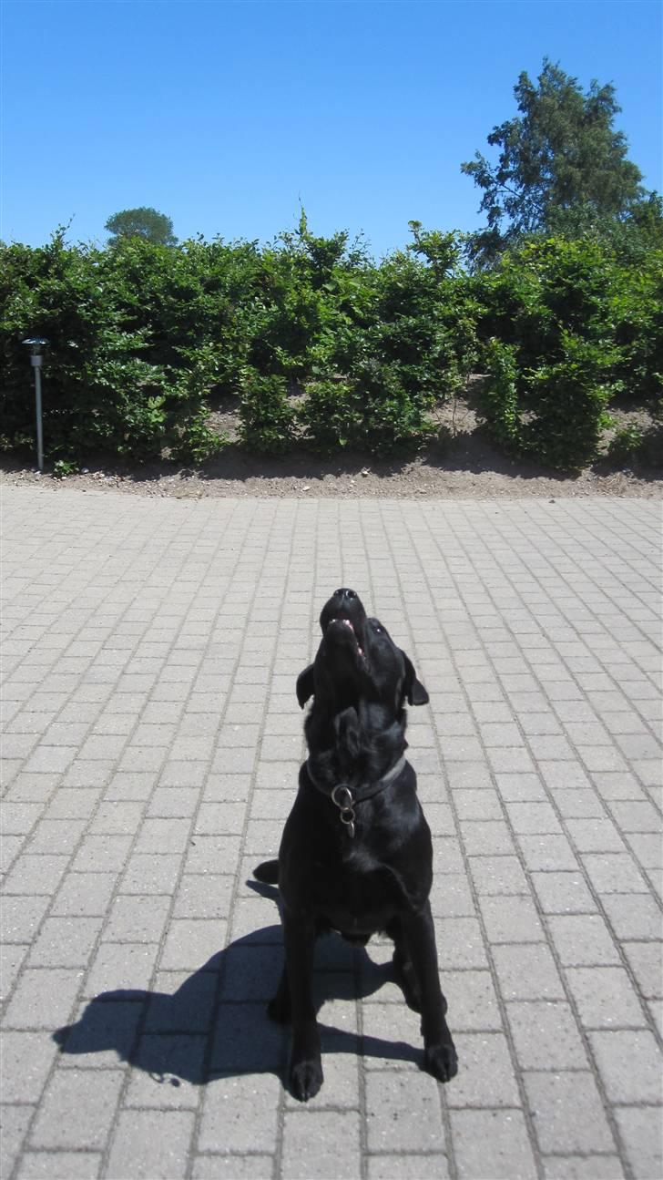 Labrador retriever Chester billede 6