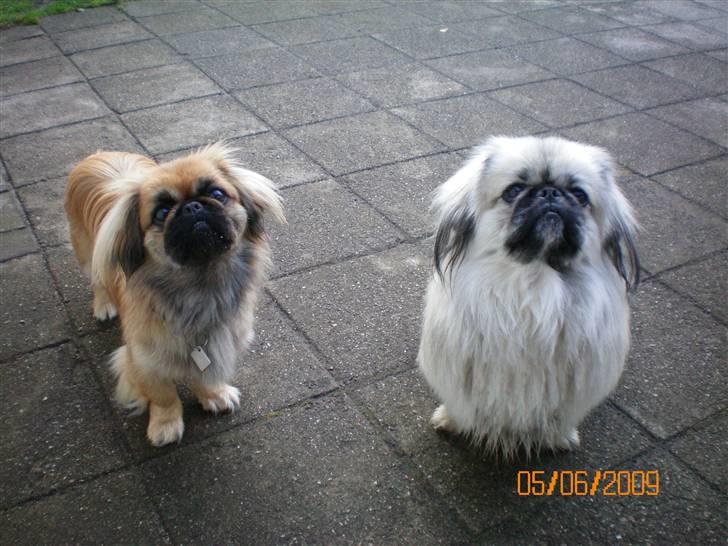 Pekingeser Bamse - Her er Bamse med hans kæreste Molly billede 4