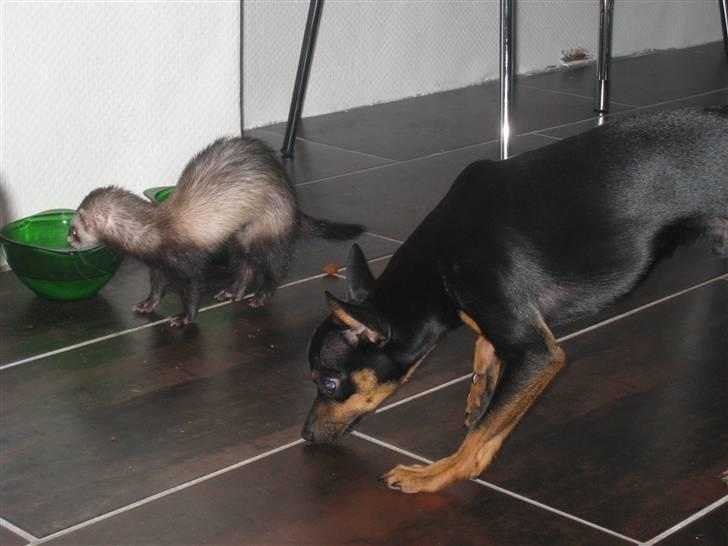 Russisk toy terrier Killer billede 18
