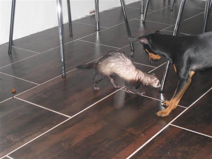 Russisk toy terrier Killer billede 19