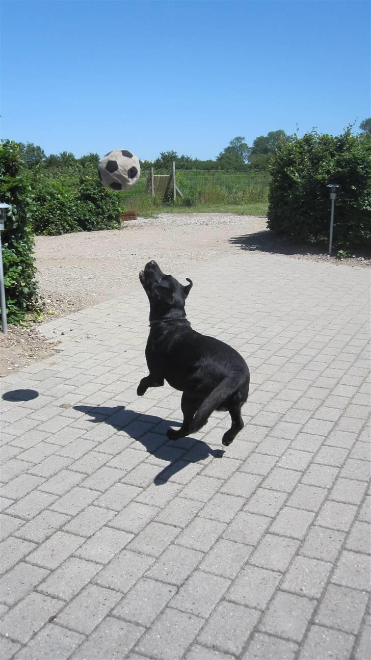 Labrador retriever Chester billede 7