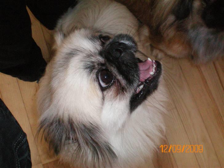 Pekingeser Bamse - Rigtig glad bamse der syns lykken er at lege.. billede 5