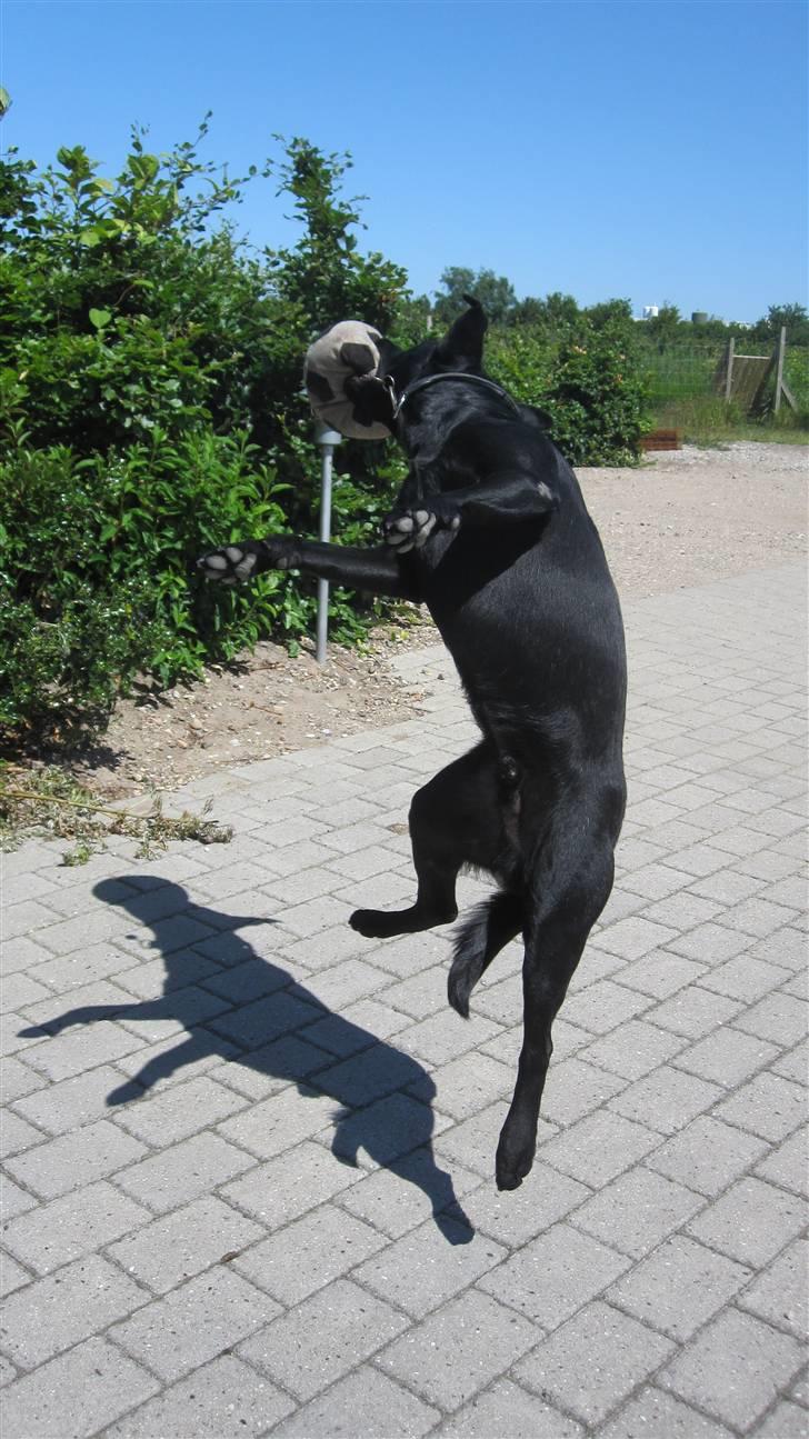 Labrador retriever Chester billede 8