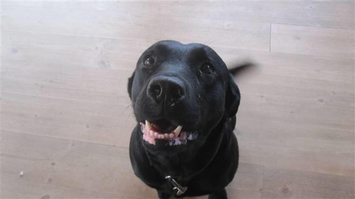 Labrador retriever Chester billede 9