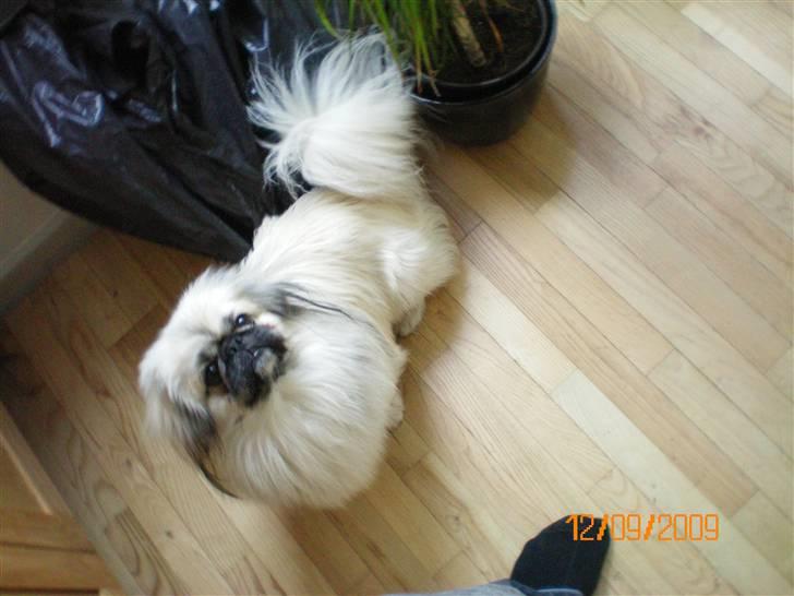 Pekingeser Bamse - Den elsker for den sags skyld oz kameraer:-) billede 6