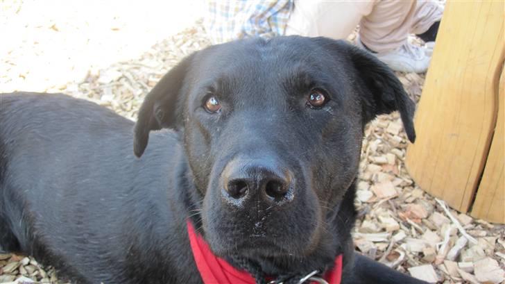 Labrador retriever Chester billede 10