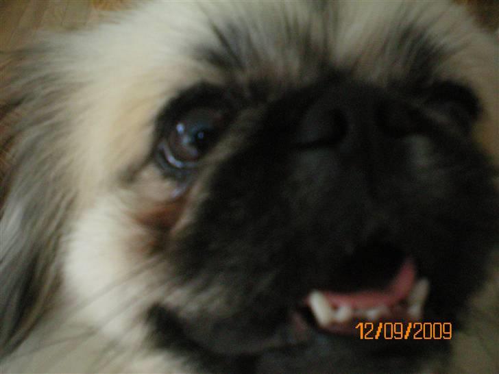 Pekingeser Bamse - Dette billede er jeg selv HELT vild med :-D billede 7