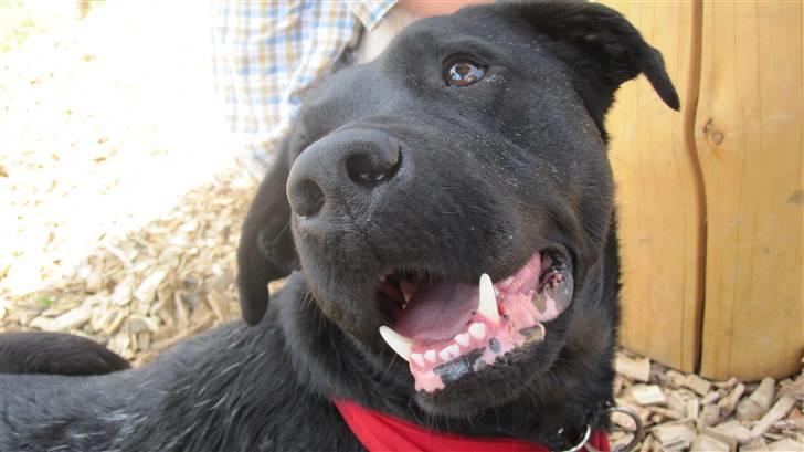 Labrador retriever Chester billede 11