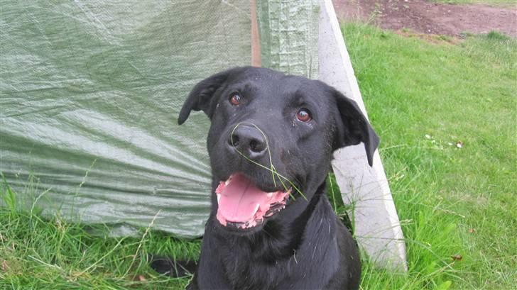 Labrador retriever Chester billede 12