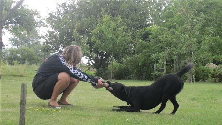 Labrador retriever Chester billede 13