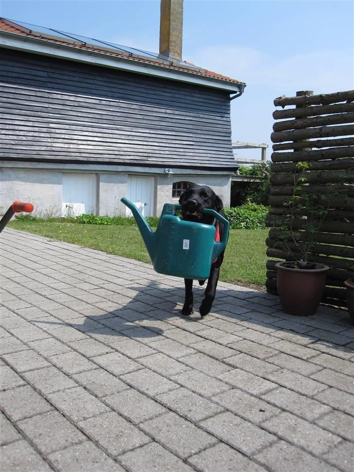 Labrador retriever Chester billede 14