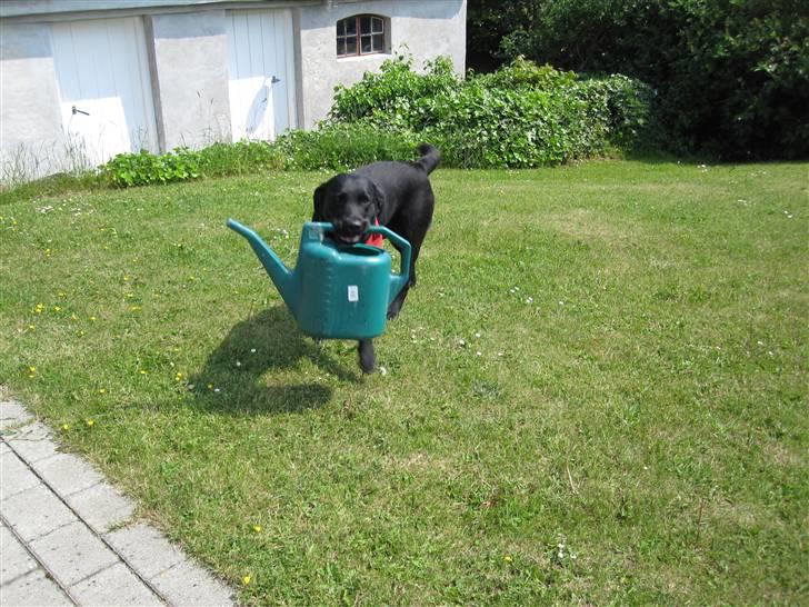 Labrador retriever Chester billede 15