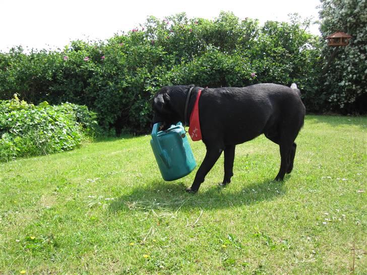 Labrador retriever Chester billede 16