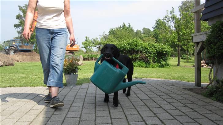 Labrador retriever Chester billede 17