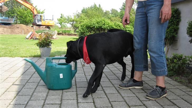 Labrador retriever Chester billede 18