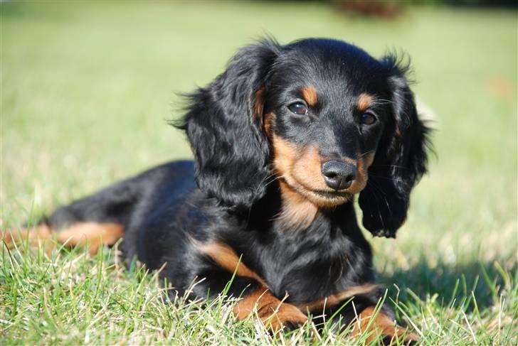 Miniature gravhund Zenobia billede 13