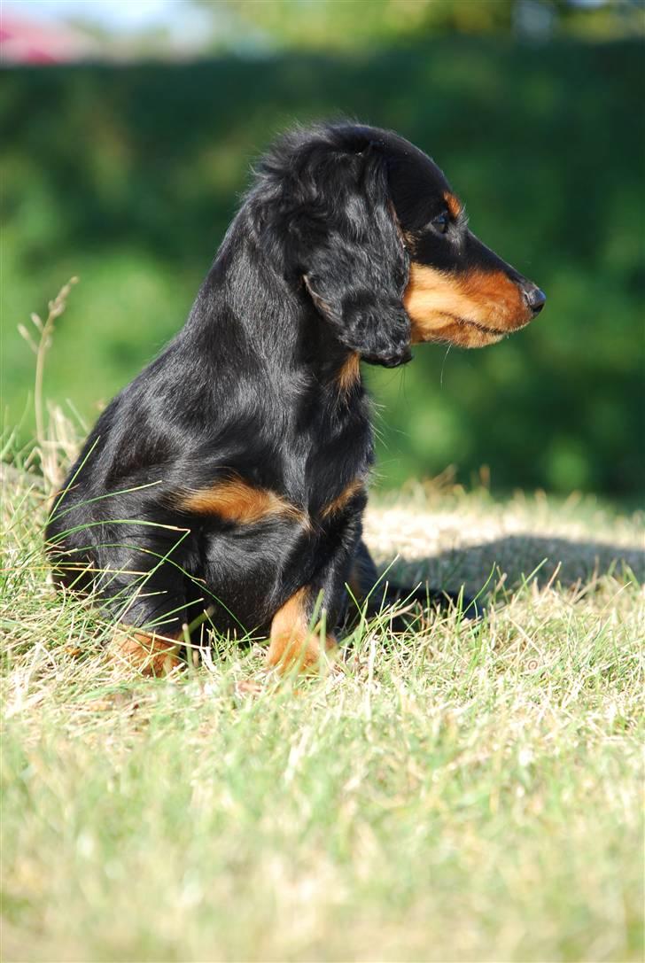 Miniature gravhund Zenobia - Zenobia 11 uger billede 14